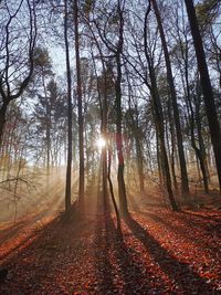 Sunlight streaming through trees in forest during autumn