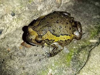 Close-up of insect on rock