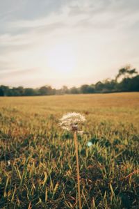 Close-up of dandelion on field