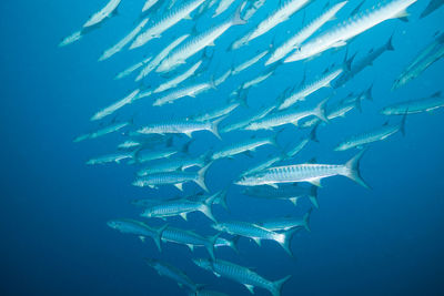 Fishes swimming underwater in sea