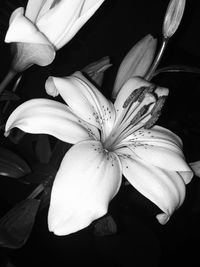 Close-up of day lily