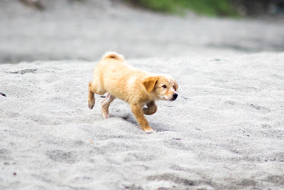 Dog running on landscape