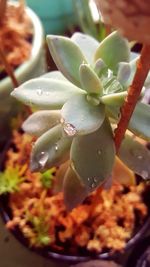 Close-up of flowers in water