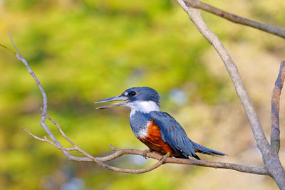 Close-up of bird perching on branch