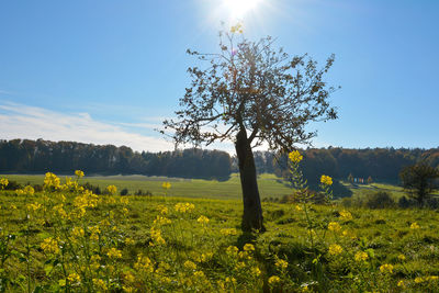 Scenic view of oilseed rape field against sky