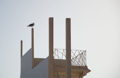 Low angle view of bird against clear sky