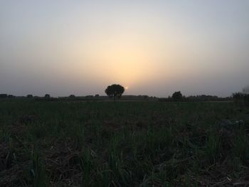 Scenic view of field against clear sky during sunset