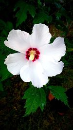 Close-up of flower