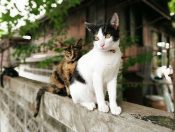 Full length of cats sitting on retaining wall