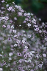 Close-up of fresh flowers blooming on tree