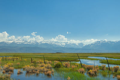 Scenic view of marsh against sky