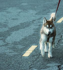 Dog walking on street