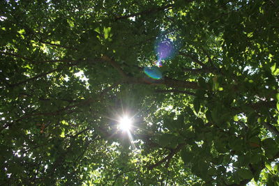 Sun shining through trees