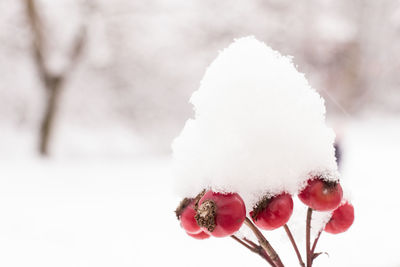 Close-up of snow on rose hip