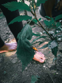 High angle view of insect on leaf