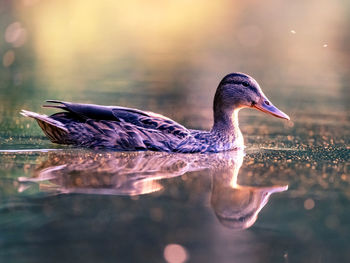 Close-up of duck in a lake