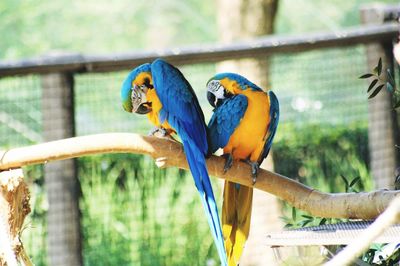 Colorful parrots perching on branch