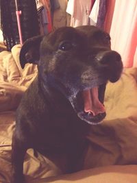 Dog lying on sofa