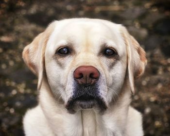 Close-up portrait of dog