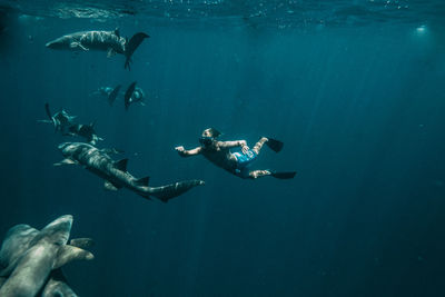 Swimming with the sharks