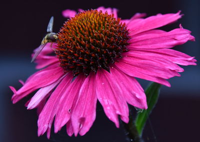 Close-up of pink flower