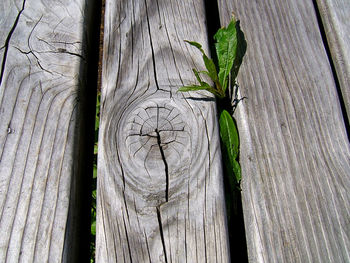 Close-up of wooden tree trunk