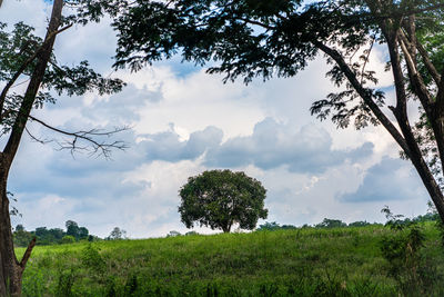 Trees on field against sky