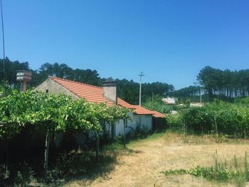 Plants by built structure against blue sky