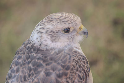 Close-up portrait of eagle