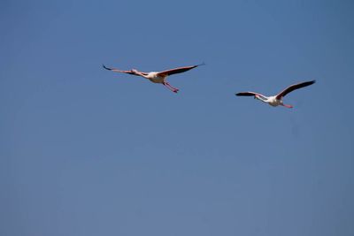 Low angle view of seagulls flying against clear blue sky