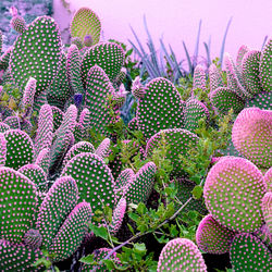 Plants on pink fashion concept. cactus lover.  canary island