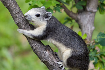 Close-up of a lizard on tree