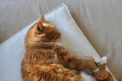 Tabby house cat sleeping on pillow. overhead shot. medium shot.