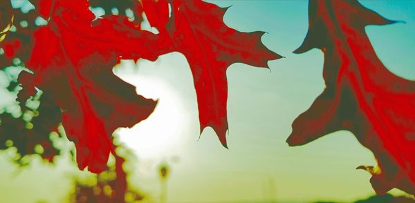 Close-up of red maple leaf