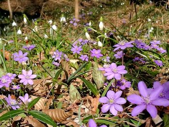 Close-up of purple flowers blooming outdoors