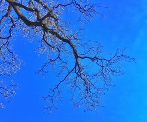 Low angle view of bare trees against clear blue sky