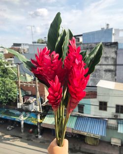 Close-up of red flowers against sky