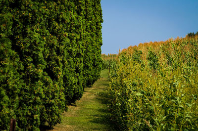 Scenic view of agricultural field against clear sky