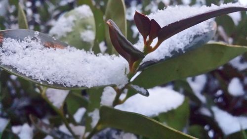 Close-up of frozen tree
