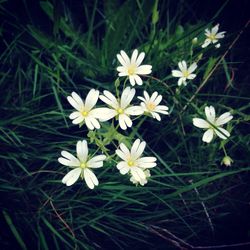 Close-up of white daisies blooming in field