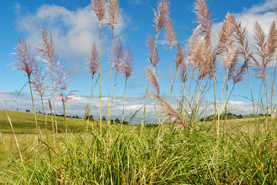 Plants growing on land against sky