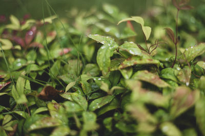 Close-up of green leaves