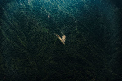 High angle view of bird flying in forest