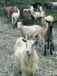 Sheep in farm