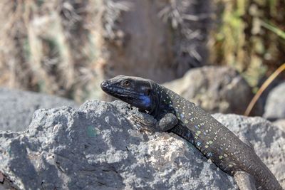 Close-up of a lizard on rock