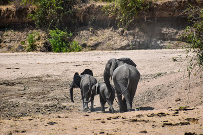 Elephants on field