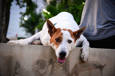 Close-up portrait of a dog