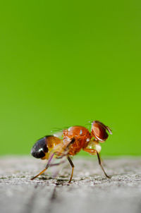 Close-up of insect