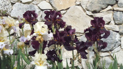 Close-up of flowers