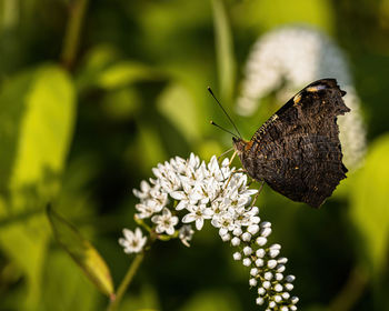 Close-up of butterfly pollinating on flower